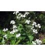 Money Plant AKA Silver Dollar 'Alba' Seeds (Certified Organic)