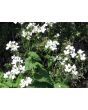 Money Plant AKA Silver Dollar 'Alba' Seeds (Certified Organic)