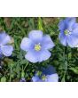 Blue Flax Seeds (Certified Organic)