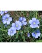 Blue Flax Seeds (Certified Organic)
