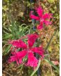 Sweet William 'Spooky Mixed' 