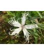 Sweet William 'Spooky Mixed' 