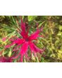 Sweet William 'Spooky Mixed' 
