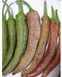 Pepper 'Vesena' Hot Pepper ‘Rezha Macedonian’ 