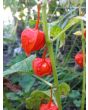 Red Chinese Lanterns