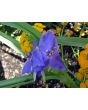 Spiderwort AKA Spider Lily, Purple