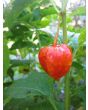 Red Chinese Lanterns