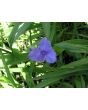 Spiderwort AKA Spider Lily, Purple