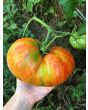 Tomato 'Legs Diamond' 