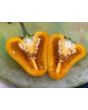 Hot Pepper 'Hinkelhatz Chicken Heart Yellow' Seeds (Certified Organic)