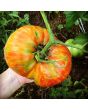Tomato 'Legs Diamond' 