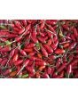 Hot Pepper ‘Thai Hot' 