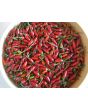 Hot Pepper ‘Thai Hot' 