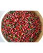 Hot Pepper ‘Christmas' 