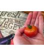 Tomato 'Resi Pink' 