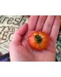 Tomato 'Resi Pink' 