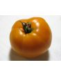 Tomato 'Persimmon'
