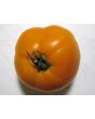 Tomato 'Persimmon'