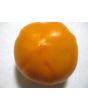 Tomato 'Persimmon'