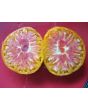 Tomato 'Pineapple'