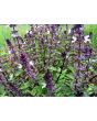 Basil 'Cinnamon' 