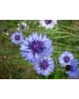 Bachelor's Button 'Classic Fantastic'