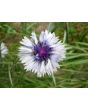 Bachelor's Button 'Classic Fantastic'