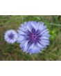 Bachelor's Button 'Classic Fantastic'