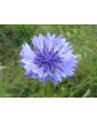 Bachelor's Button 'Classic Fantastic'