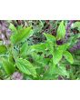 Basil 'Cinnamon' 