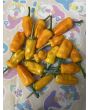 Hot Pepper 'Fish Orange' Seeds (Certified Organic)