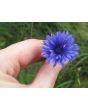 Bachelor's Button 'Classic Fantastic'