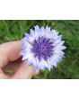 Bachelor's Button 'Classic Fantastic'