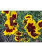 Plains Coreopsis