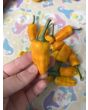 Hot Pepper 'Fish Orange' Seeds (Certified Organic)