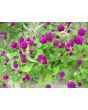 Globe Amaranth 'Gnome Purple'