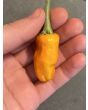 Hot Pepper 'Fish Orange' Seeds (Certified Organic)
