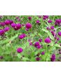 Globe Amaranth 'Gnome Purple'