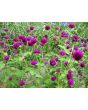 Globe Amaranth 'Gnome Purple'