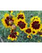 Plains Coreopsis
