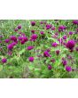 Globe Amaranth 'Gnome Purple'