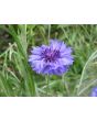 Bachelor's Button 'Classic Fantastic'