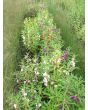 Balsam Impatiens Mix