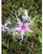 Sweet William 'Spooky Mixed' 