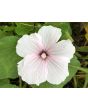 Mallow 'Dwarf White Rose Stripe' AKA ‘Dwarf Pink Blush’ 
