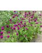 Globe Amaranth 'Gnome Purple'