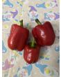 Sweet Pepper 'Pick Me Quick' Seeds (Certified Organic)