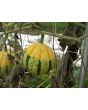 The Ultimate Gourd Seed Mix