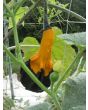 The Ultimate Gourd Seed Mix