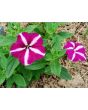 Petunia, Purple and White Striped Seeds (Certified Organic)